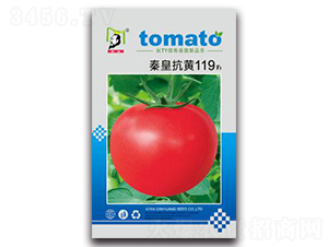 秦皇抗黃119F1-番茄種子-秦皇