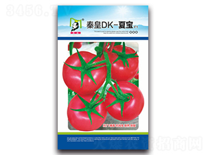 秦皇DK-夏寶F1-番茄種子-秦皇