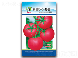 秦皇DK-冬寶F1-番茄種子-秦皇