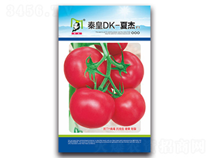 秦皇DK-夏杰F1-番茄種子-秦皇