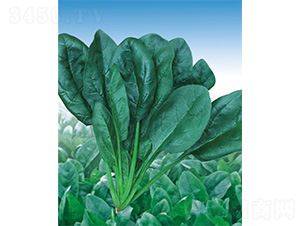 ���S����-���˷N��-����