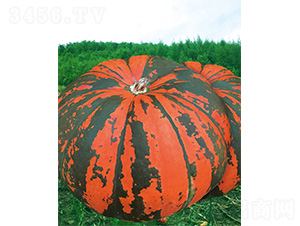 �M�}(c��ng)117-�ϹϷN��-����