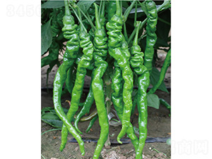 �׽�ʮ̖(h��o)-�����N��-����