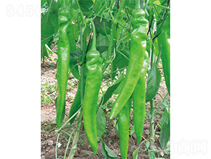 �׽���̖(h��o)-�����N��-����