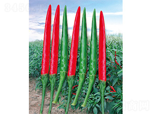 ��ɽ�t��-�����N��-����