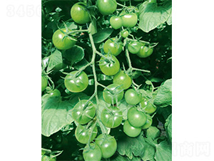 �G��ʯ-���ѷN��-����