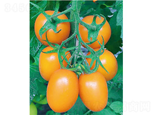 ����-���ѷN��-����