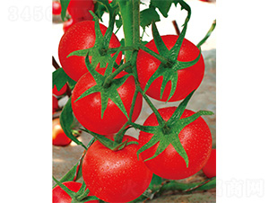 �P����-���ѷN��-����