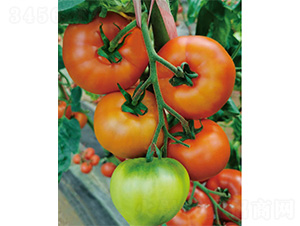 ���-���ѷN��-����