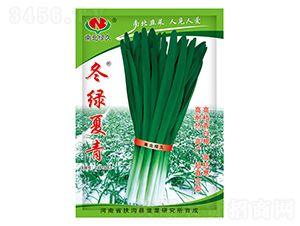 冬綠夏青-韭菜種子-南北綠久