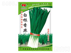 白根香韭-韭菜種子-南北綠久