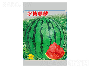冰糖麒麟-西瓜種子-邢源農(nóng)業(yè)