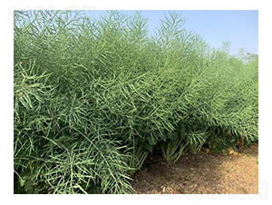 �Ͳ˷N��-������900-��̷N�I(y��)