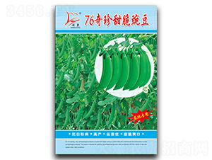 76奇珍甜脆豌豆-豌豆種子-閩皇種業(yè)