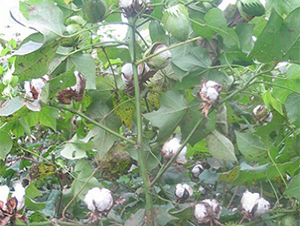 �K�s208-�޻��N��-����N�I(y��)