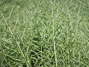 �K��1̖(h��o)-�Ͳ˷N��-����N�I(y��)