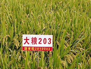 ��Z203-ˮ���N��-����N�I(y��)