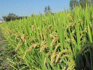 ����6̖(h��o)-ˮ���N��-����N�I(y��)