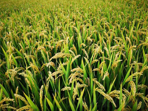 ����268-ˮ���N��-����N�I(y��)