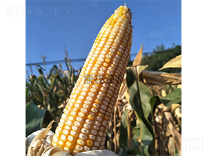 �y��333-���׷N��-���r�N�I(y��)