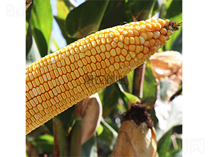 ���r808-���׷N��-���r�N�I(y��)