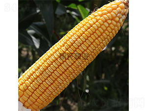 ���r��508-���׷N��-���r�N�I(y��)