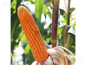 �S�r88-���׷N��-���r�N�I(y��)