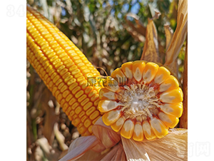 ���568-���׷N��-���r�N�I(y��)