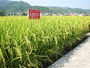 ��ʢ��(y��u)989-ˮ���N��-���ķN�I(y��)