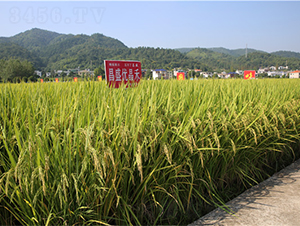 ��ʢ��(y��u)����-ˮ���N��-���ķN�I(y��)