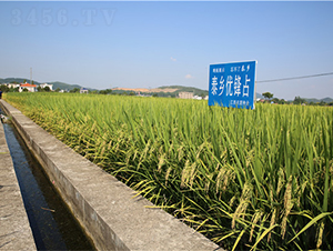 ̩�l(xi��ng)��(y��u)�hռ-ˮ���N��-���ķN�I(y��)