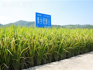 ̩�l(xi��ng)��(y��u)��ռ-ˮ���N��-���ķN�I(y��)