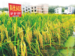 �ƃ�(y��u)6418-ˮ���N��-���ķN�I(y��)