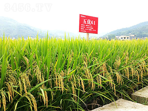 �僞(y��u)61-ˮ���N��-���ķN�I(y��)