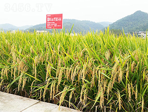 �(y��u)��ռ-ˮ���N��-���ķN�I(y��)