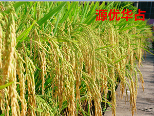 Դ��(y��u)�Aռ-ˮ���N��-���ķN�I(y��)