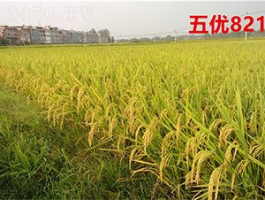 �僞(y��u)821-ˮ���N��-���ķN�I(y��)