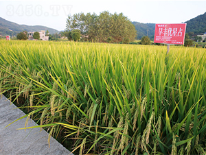 ���S��(y��u)��ռ-ˮ���N��-���ķN�I(y��)