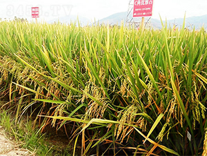 C�Ƀ�(y��u)��ռ-ˮ���N��-���ķN�I(y��)