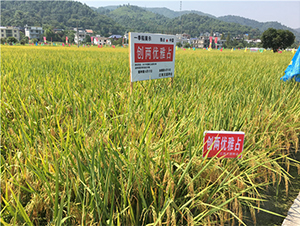 ��(chu��ng)�Ƀ�(y��u)��ռ-ˮ���N��-���ķN�I(y��)