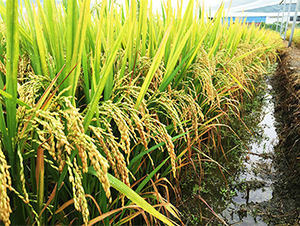 ��Ƀ�(y��u)6108-ˮ���N��-���ķN�I(y��)