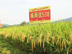 ��Ƀ�(y��u)538-ˮ���N��-���ķN�I(y��)