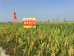 ��Ƀ�(y��u)538-�絾�N��-���ķN�I(y��)