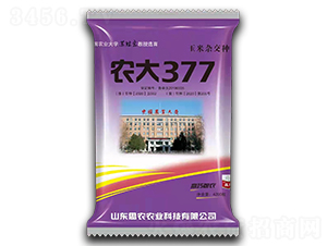 農(nóng)大377-玉米種子-袁氏農(nóng)業(yè)