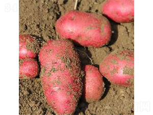 �tõ��-�����N��-ϣɭ