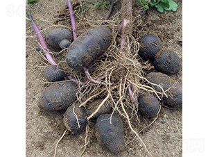 ϣɭ9̖(h��o)-�����N��-ϣɭ