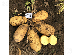 ϣɭ6̖(h��o)-�����N��-ϣɭ