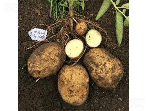 ϣɭ5̖(h��o)-�����N��-ϣɭ