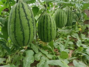 �_����-���ϷN��-����N�I(y��)