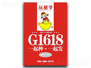 龍大G1618（玩穗爺）-玉米種子-龍大種業(yè)